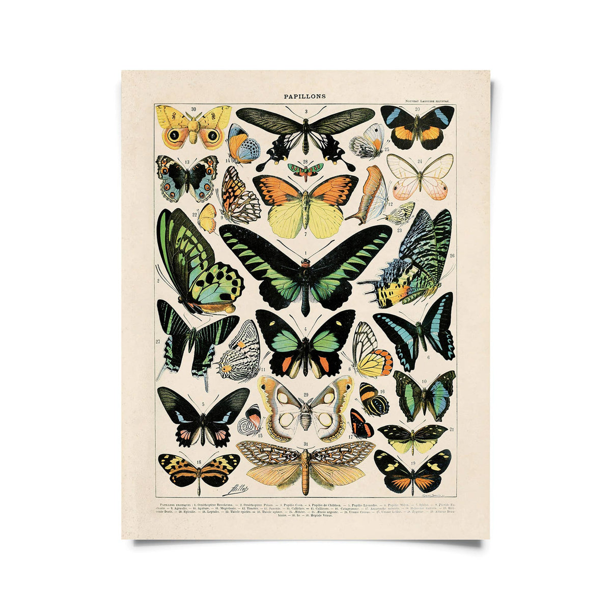 French Butterfly Print #3 - Capricorn Press